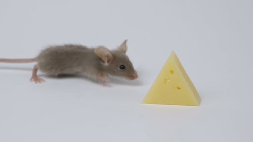 Adorable Mouse Approaches Piece of Tasty Cheese