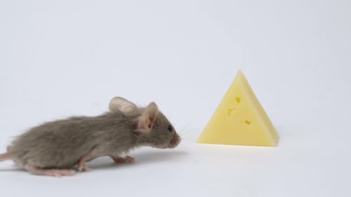 Mouse Walks Past Wedge of Cheese on White