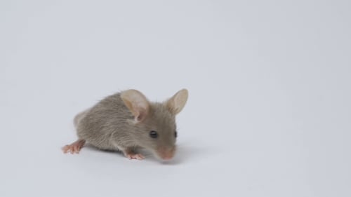 Gray Mouse Walking on White Surface
