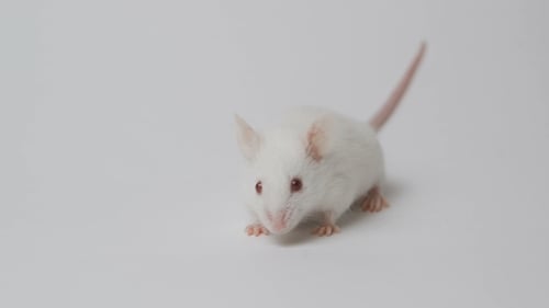 White Mouse Standing Still on Plain Background