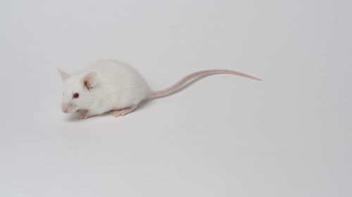 Close Up of White Mouse on White Surface