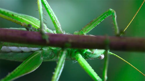 Grasshopper on flower stem