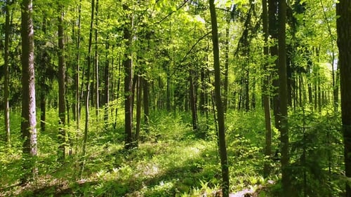 Flying Between the Trees in the Spring Forest.