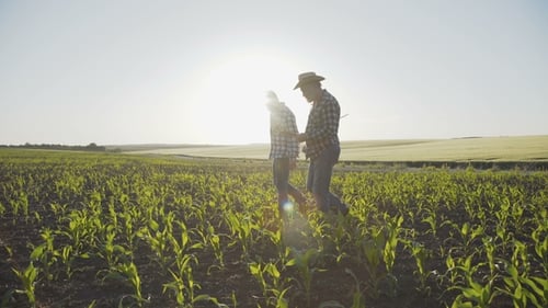 Father and Son Walking on the Corn Field Deciding the Issues with Tablet