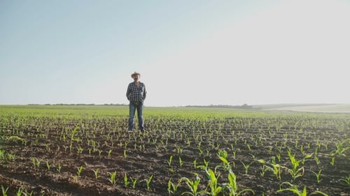 Portrait of the Old Farmer in Hat with Hands in Pockets Stands in the Corn Field