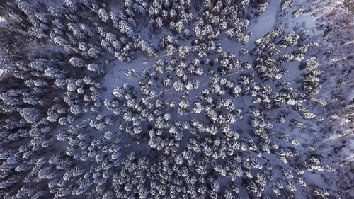 Winter Coniferous Forest with a Copter
