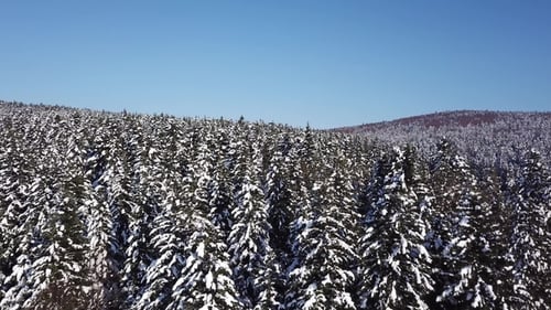 Winter Coniferous Forest. Aerial View
