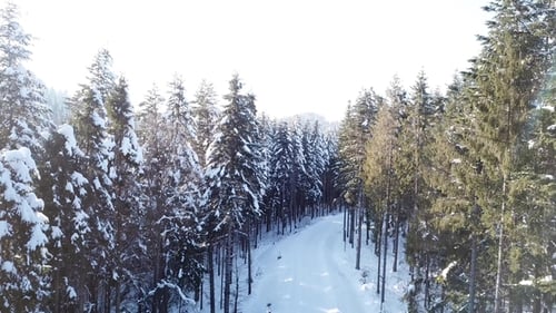 Forêt d'hiver de pins. Vue aérienne