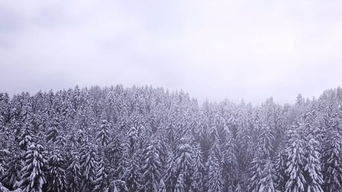 Coniferous Forest Aerial View