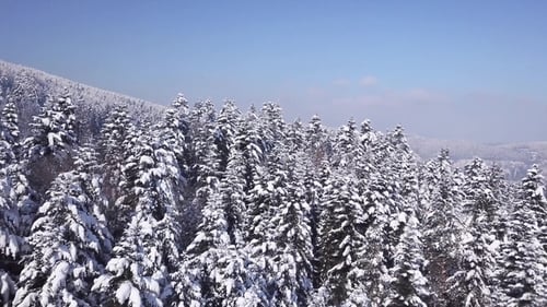 Winter Coniferous Forest . View From Above. Aerial View