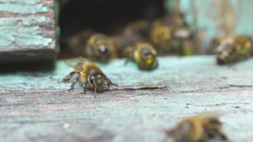 Ein großer Schwarm Honigbienen fliegt in der Nähe ihres hölzernen Bienenstocks. Herstellung von Honig