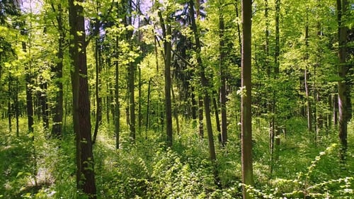 Flying Between the Trees in the Spring Forest.