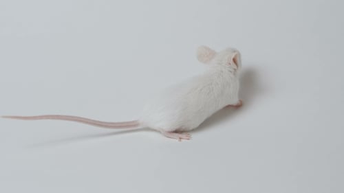 Close Up of White Mouse Moving Nose