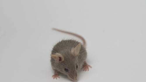 Gray House Mouse Close Up on White Background