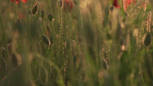 Wild Red Poppies Blossom in Field,