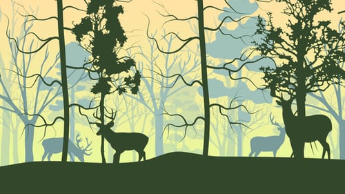 Forest Cartoon