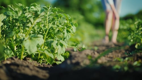 Work in a Small Garden. A Woman Is Weeding a Bed. Ecologically Pure Farming