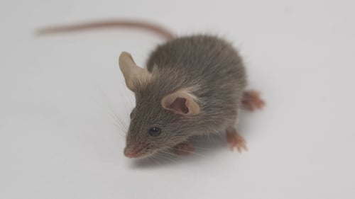 Small Gray Mouse Looking Around Curiously