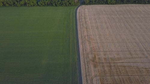 Road Between Fields