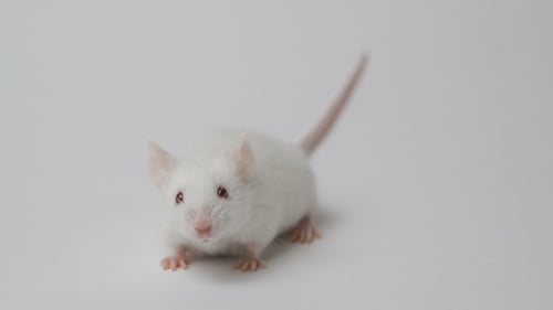 White Mouse Standing on White Background