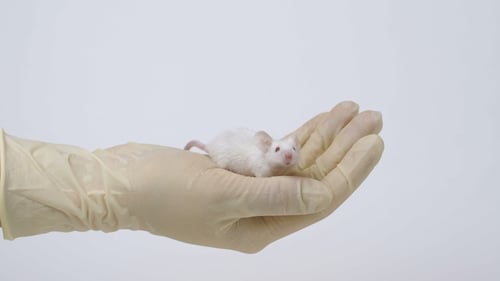 Gloved Hand Holding Small White Laboratory Mouse