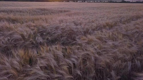 Aerial Shot a Wheat Field