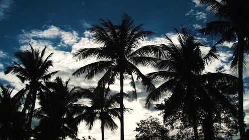 Silhouettes of Palm Trees on Blue Sky and White Clouds Background. Coconut Palm Trees on Summer