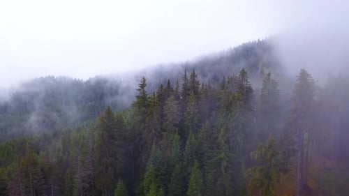 Mountain forest. Flying over pine forest in beautiful clouds. Misty forest. Fog in the mountains