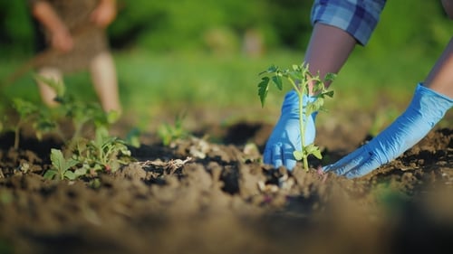 Hands in Gloves Carefully Plant a Tomato Seedling in the Ground