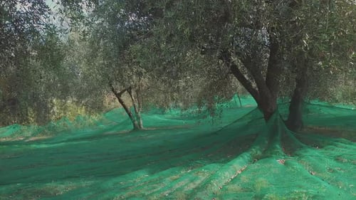 Olives Agriculture