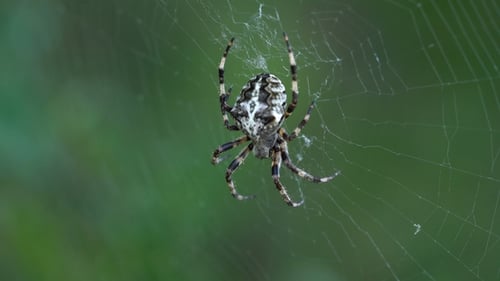 Araignée croisée Araneus Diadematus femelle au centre de la toile