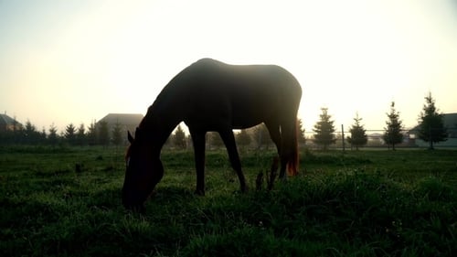 Brown Horse Eating Grass and Walking at Rural Field