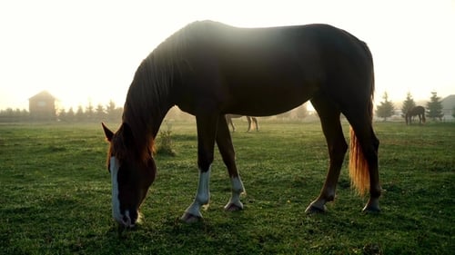 Brown Horse Eating Grass at Rural Field on Sun Rays Background