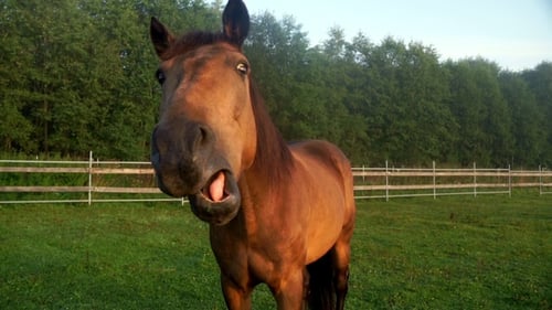Brown Horse Face on Pasture at Farm Ranch