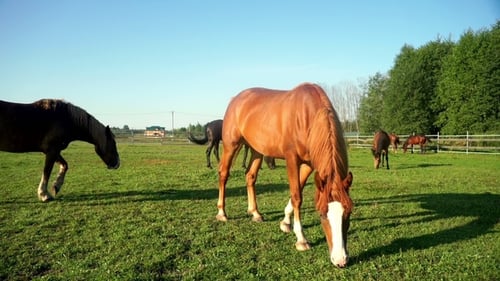 Brown Horse Eating Grass at Rural Field