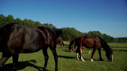 Herd of Horses Grazing and Eating Grass at Rural Field on Livestock Farm