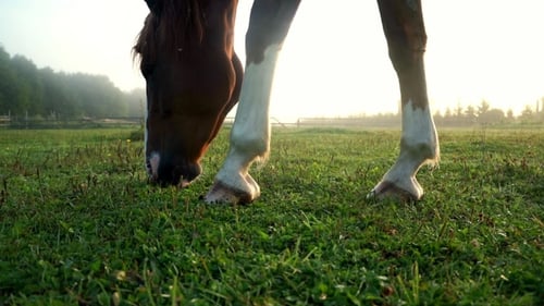 Horse Eating Grass at Rural Field. Horse Head