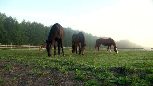 Black and Brown Horses Grazing on Green Field