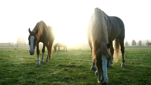 Two Horses Grazing on Green Field at Livestock Farm