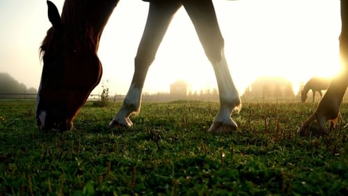 Horse Eating Grass at Green Field. Horse Grazing at Ranch