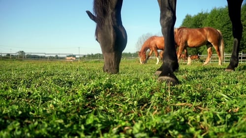 Black Horse Eating Grass at Rural Field . Herd of Horses Grazing on Field