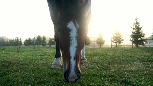 Horse Eating Grass on on Pasture at Livestock Farm