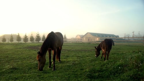Horse Eating Grass at Rural field.Horse and Donkey on Pasture