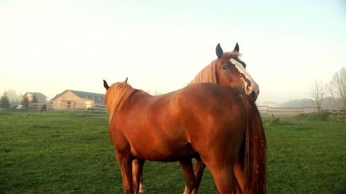 Brown Horses on Green Field. Two Horses Grazing on Pasture at Animal Farm