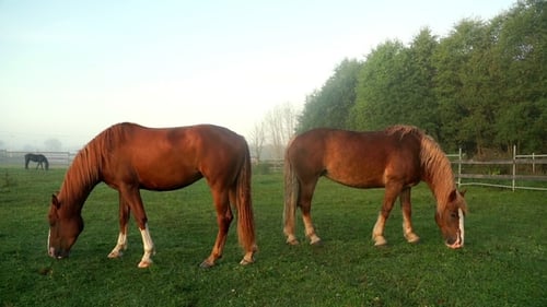Brown and Black Horses Grazing on Green Field at Livestock Farm. Horse Ranch