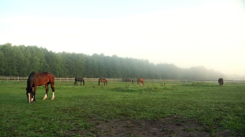 Herd of Horses Grazing on Green Field at Livestock Farm. Horse Breeding