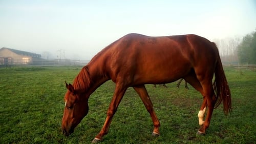 Brown Horse Eating Grass and Walking at Rural Field
