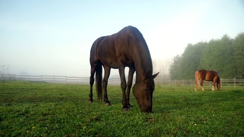 Black Horse Eating Grass at Rural Field. Herd Horses Grazing on Horse Farm