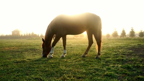 Brown Horse Eating Grass at Rural Field on Sun Rays Background