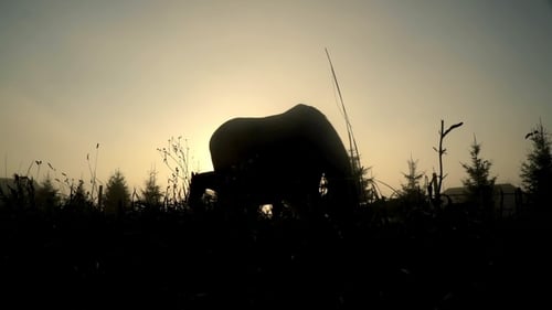 Horse Silhouette. Herd of Horses Grazing on Field. Horse Ranch
